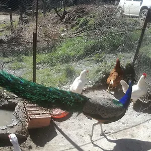 Ticci Bauernhof Seùlo